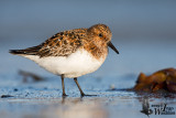 Adult Sanderling in breeding plumage