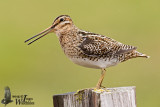 Adukt Common Snipe