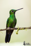 Adult male Green-crowned Brilliant