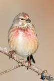 Adult male Linnet