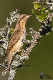 Adult Eurasian Wryneck
