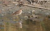 Long-toed Stint, Calidris subminuta