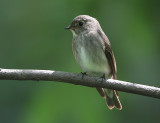 Dark-sided Flycatcher, Muscicapa sibirica sibirica