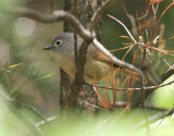 Dusky Fulvetta, Schoeniparus brunnea superciliaris