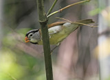 Gray-headed Parrotbill, Paradoxornis gularis fokiensis