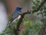 Blue-and-white Flycatcher, Cyanoptila cyanomelana cyanomelana