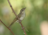 Pale-legged Leaf-Warbler, Phylloscopus tenellipes