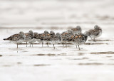 Great Knot, Calidris tenuirostris