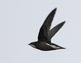 White-throated Needletail, Hirundapus caudacutus caudacutus