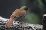 Buffy Laughingthrush, Garrulax berthemyi