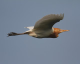 Cattle Egret Bubulcus ibis coromandus