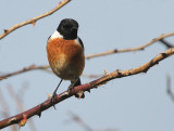 European Stonechat Saxicola torquatus