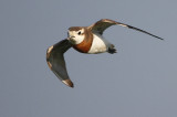 Caspian Plover, Charadrius asiaticus. Kaspisk pipare