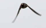 Clif Swallow, Petrochelidon pyrrhonota. Stensvala