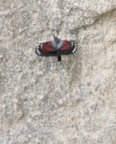 Wallcreeper, Tichodroma muraria  Murkrypare