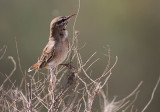 Rufous-tailed Scrub Robin, Cercotrichas galactotes familiaris Trädnäktergal