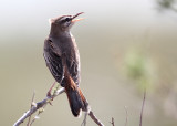 Rufous-tailed Scrub Robin, Cercotrichas galactotes familiaris Trädnäktergal