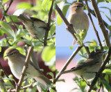 Caucasian Mountain Chiffchaff, Phylloscopus lorenzii  Berggransngare