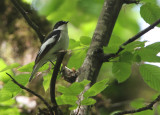 Semicollared Flycatcher, Ficedula semitorquata Balkanflugsnappare