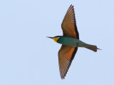 European Bee-eater, Merops apiaster           Bitare