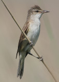 Great Reed Warbler, Acrocephalus arundinaceus Trastsångare