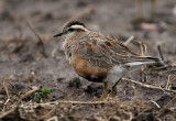 Eurasian Dotterel (Fjllpipare)