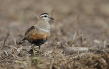 Eurasian Dotterel (Fjllpipare)
