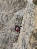 Wallcreeper, Tichodroma muraria  Murkrypare