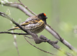 Red-fronted Serin, Serinus pusillus Rödpannad gulhämpling