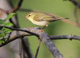 Green Warbler, Phylloscopus nitidus Kaukasisk lundsångare