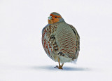 Grey Partridge (Rapphöna)