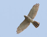 Levant Sparrowhawk (Balkanhök)