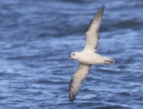 Northern Fulmar Fulmarus glacialis, Stormfgel