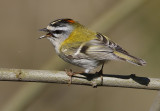 Firecrest Regulus ignicapilla, Brandkronad kungsfgel