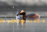 Horned Grebe, Podiceps auritus  Svarthakedopping