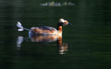 Horned Grebe, Podiceps auritus  Svarthakedopping