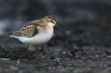 Little Stint (Calidris minuta) Smsnppa