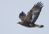Golden Eagle Aquila chrysaetos, Kungsrn