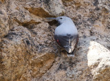 Wallcreeper Tichodroma muraria, Murkrypare