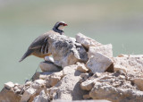 Red-legged Partridge  Alectoris rufa, Rdhna