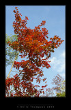 VIMG0135 copy.jpg
