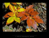 VIMG0392 copy.jpg