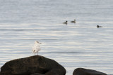 Vittrut (Larus hyperboreus)