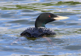 White-billed Diver  Vitnbbad islom  (Gavia adamsii)