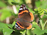 Amiral  (Vanessa atalanta)