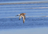 Black-tailed Godwit  Islndsk Rdspov  (Limosa limosa islandica)