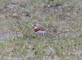 Caspian Plover  Kaspisk pipare  (Charadrius asiaticus)