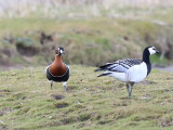 Red-breasted Goose  Rdhalsad gs  (Branta ruficollis)