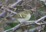 Yellow-browed Warbler  Tajgasngare  (Phylloscopus inornatus)