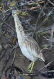 Squacco Heron  Rallhger  (Ardeola ralloides)